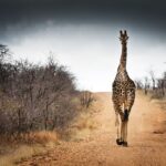 Sudafrica1
