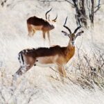 Sudafrica2